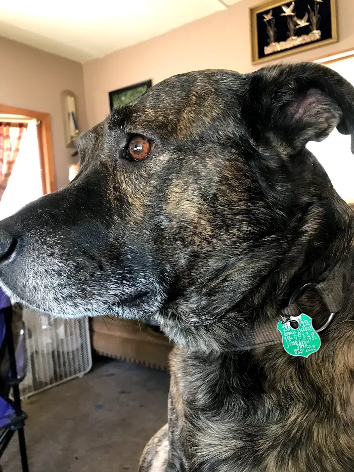 Crystal Springs Veterinary Clinic, PA 12