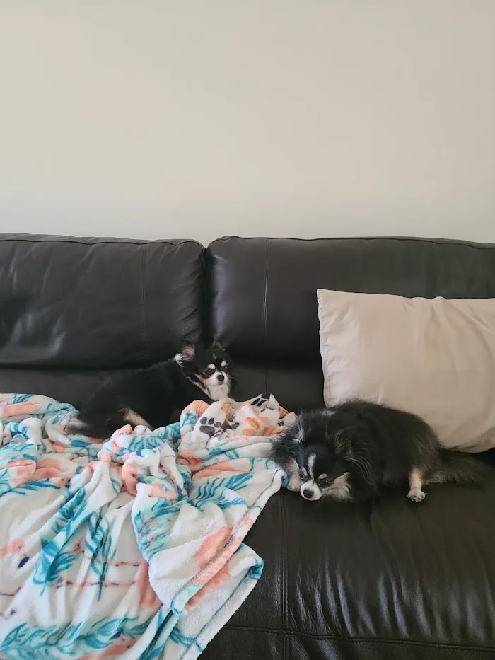 Family Animal Hospital 12