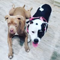 Family Animal Hospital ico