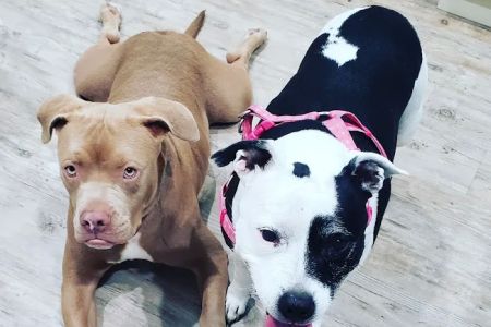 Family Animal Hospital