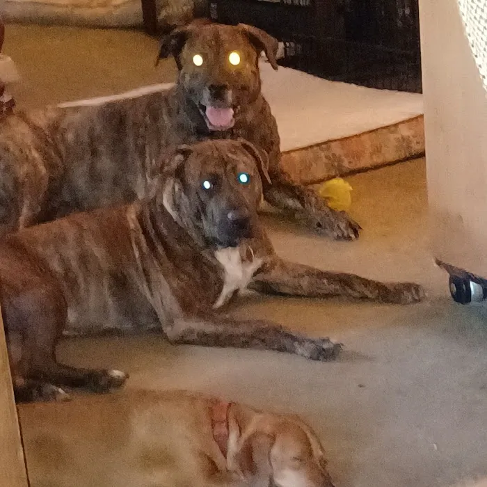 Animal Wellness Center-Plant City 12