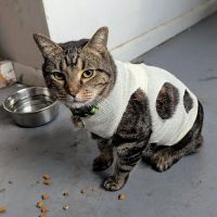 Parkway Veterinary Emergency Clinic ico
