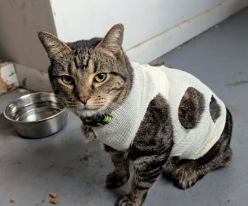 Parkway Veterinary Emergency Clinic