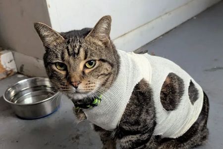 Parkway Veterinary Emergency Clinic