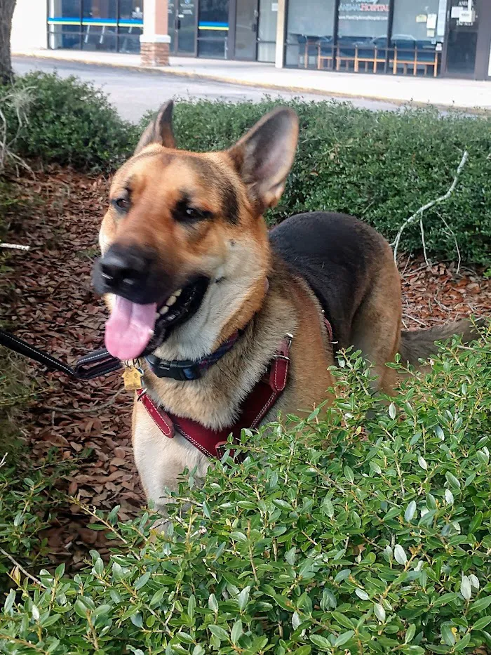 Plant City Animal Hospital 12