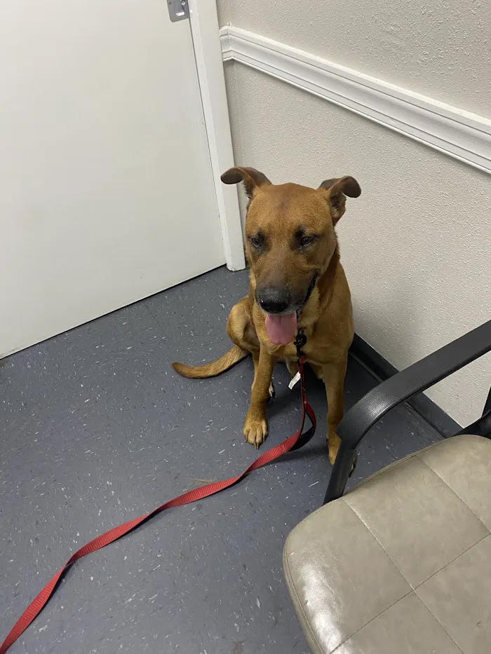 Plant City Animal Hospital 12