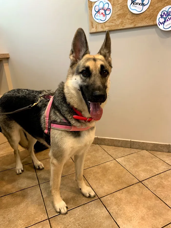 Animal Hospital at Vista Lakes 12