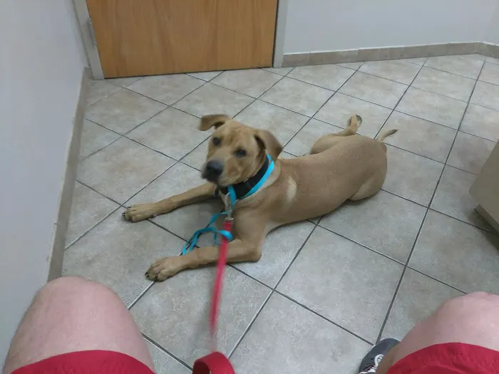 Animal Hospital at Vista Lakes 12
