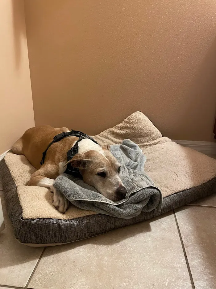 Animal Hospital at Vista Lakes 12