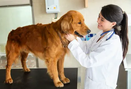 Curry Ford Animal Hospital 1