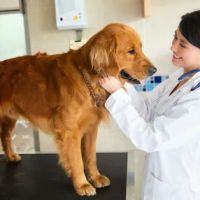 Curry Ford Animal Hospital ico