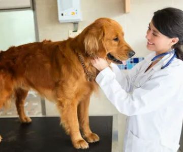 Curry Ford Animal Hospital