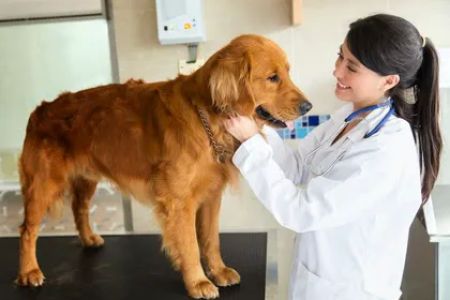 Curry Ford Animal Hospital