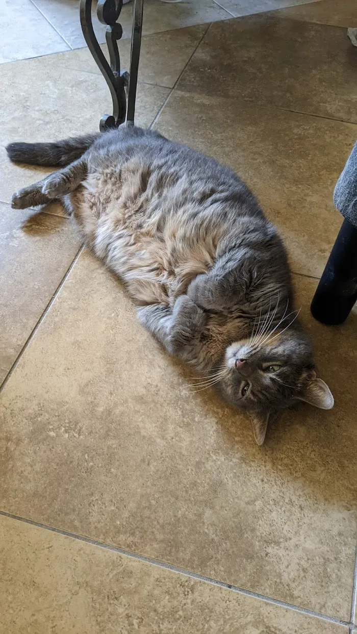Curry Ford Animal Hospital 10
