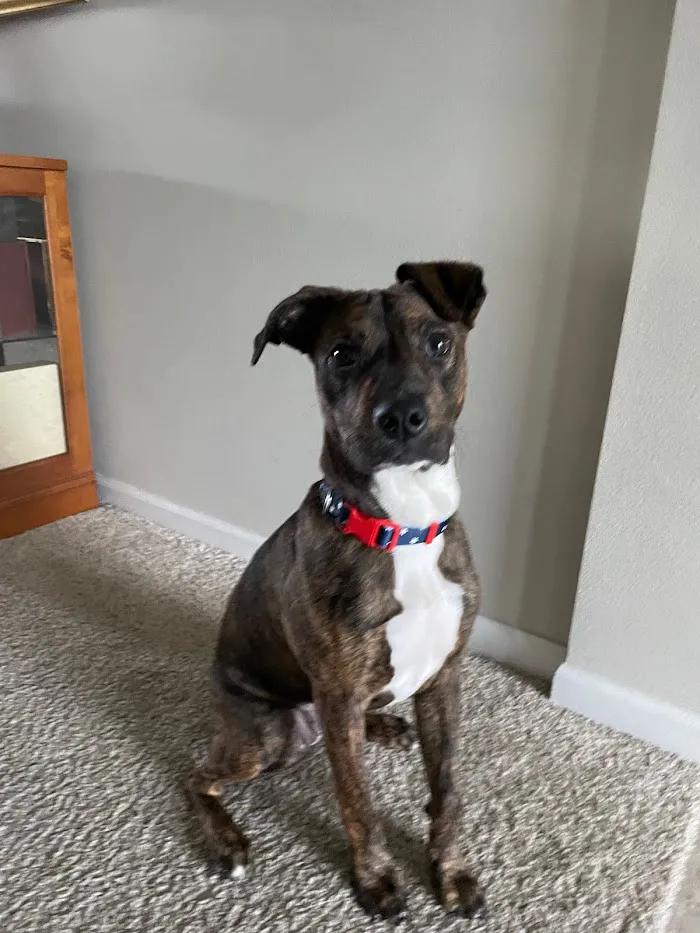 South Orlando Animal Hospital 4