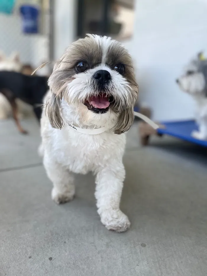 South Orlando Animal Hospital 3