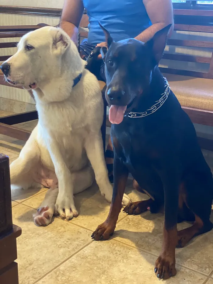 South Orlando Animal Hospital 1