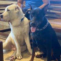 South Orlando Animal Hospital ico