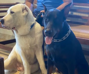 South Orlando Animal Hospital
