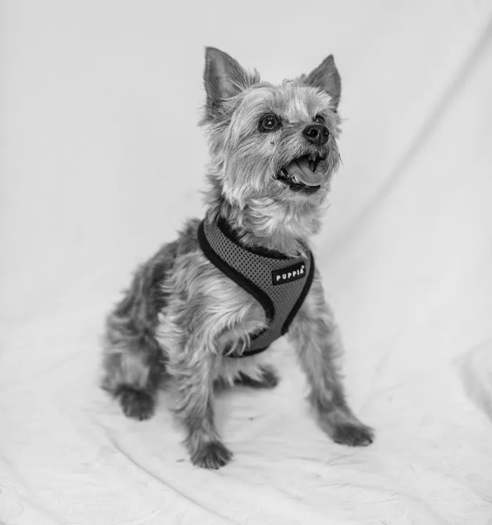 Flora Family Vet, previously Boggy Creek Animal Hospital! 4