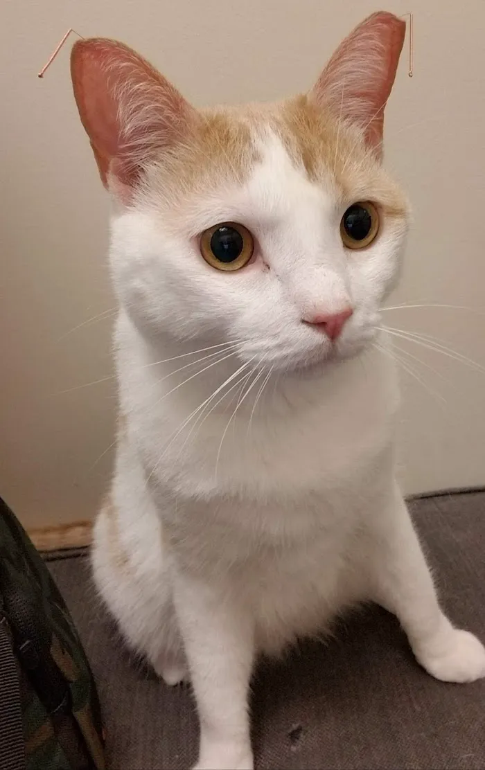 West End Animal Care Clinic 5