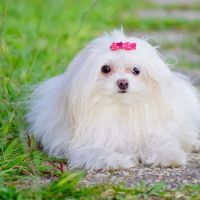 Allendale Animal Health Center ico