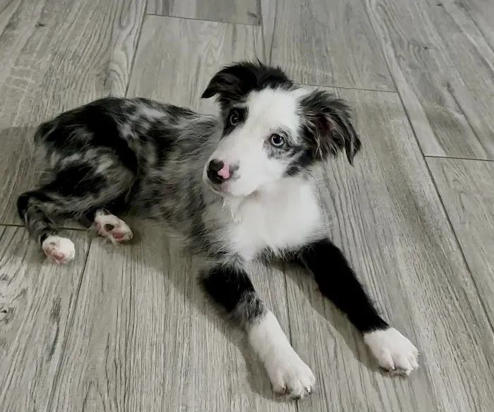 Allendale Animal Health Center 5