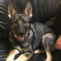 Tender Hearts Animal Hospital ico