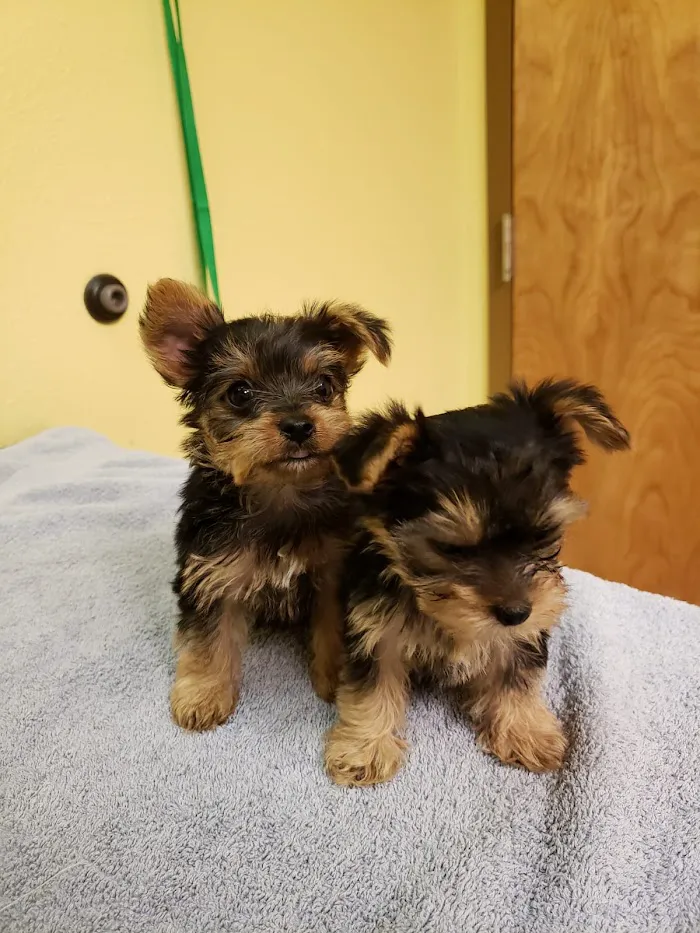 Tender Hearts Animal Hospital 6