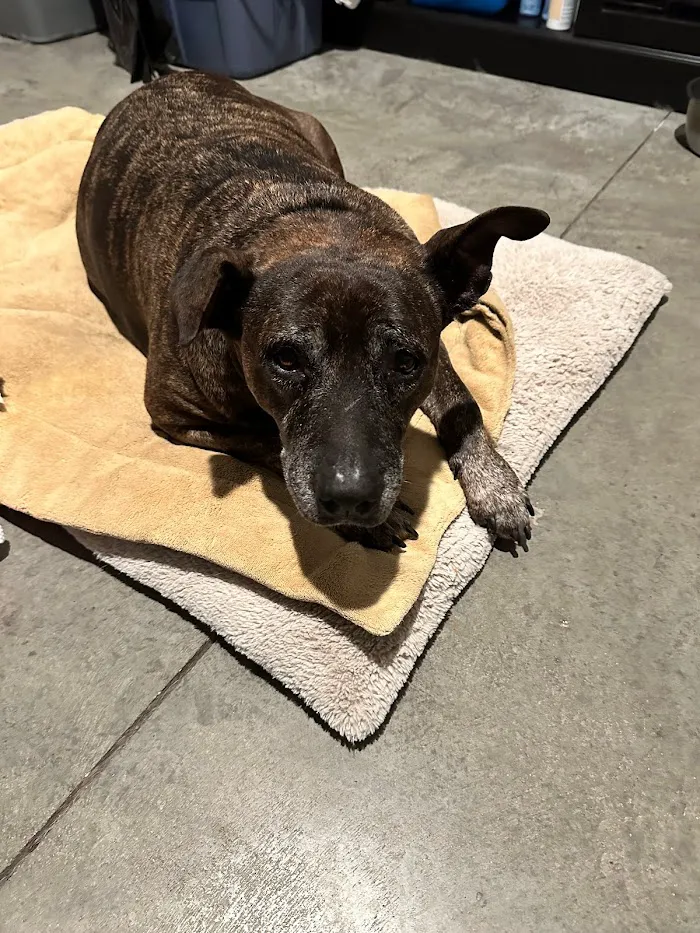 Vetco Total Care Animal Hospital 12