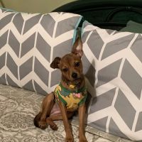 Osceola Animal Clinic ico