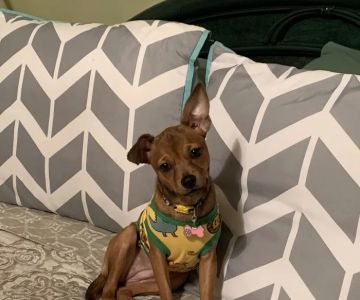 Osceola Animal Clinic