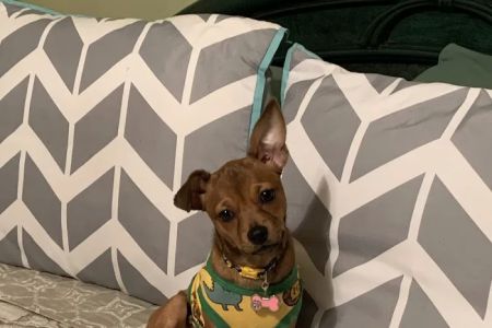 Osceola Animal Clinic