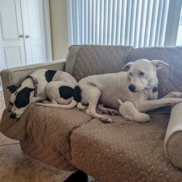 Osceola Animal Clinic 12