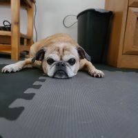 Banfield Pet Hospital ico