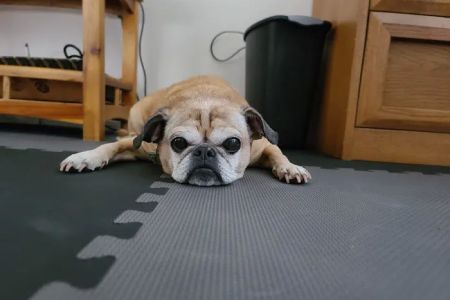 Banfield Pet Hospital