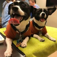 Bellalago Veterinary Hospital ico