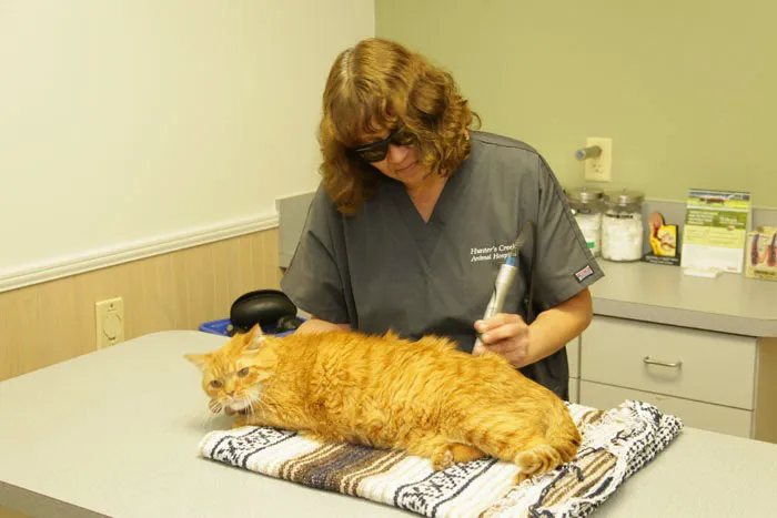 Hunter's Creek Animal Hospital 3
