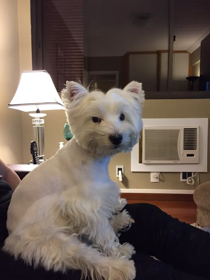 Hunter's Creek Animal Hospital 8