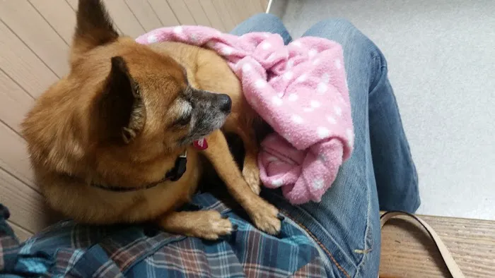 Hunter's Creek Animal Hospital 7