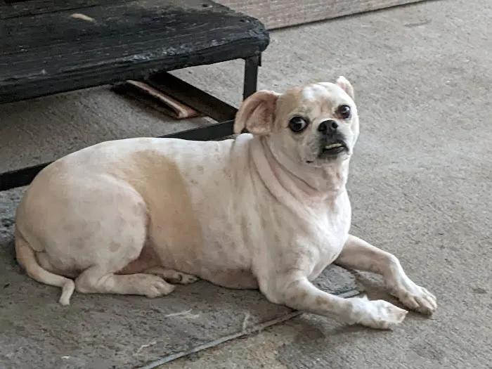 Hunter's Creek Animal Hospital 4