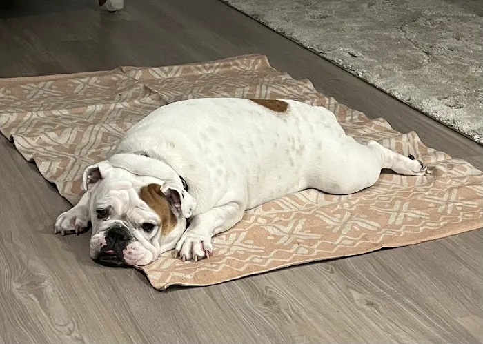 Kissimmee Animal Hospital 12