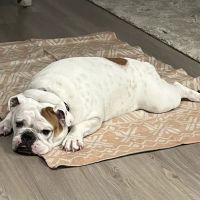 Kissimmee Animal Hospital ico