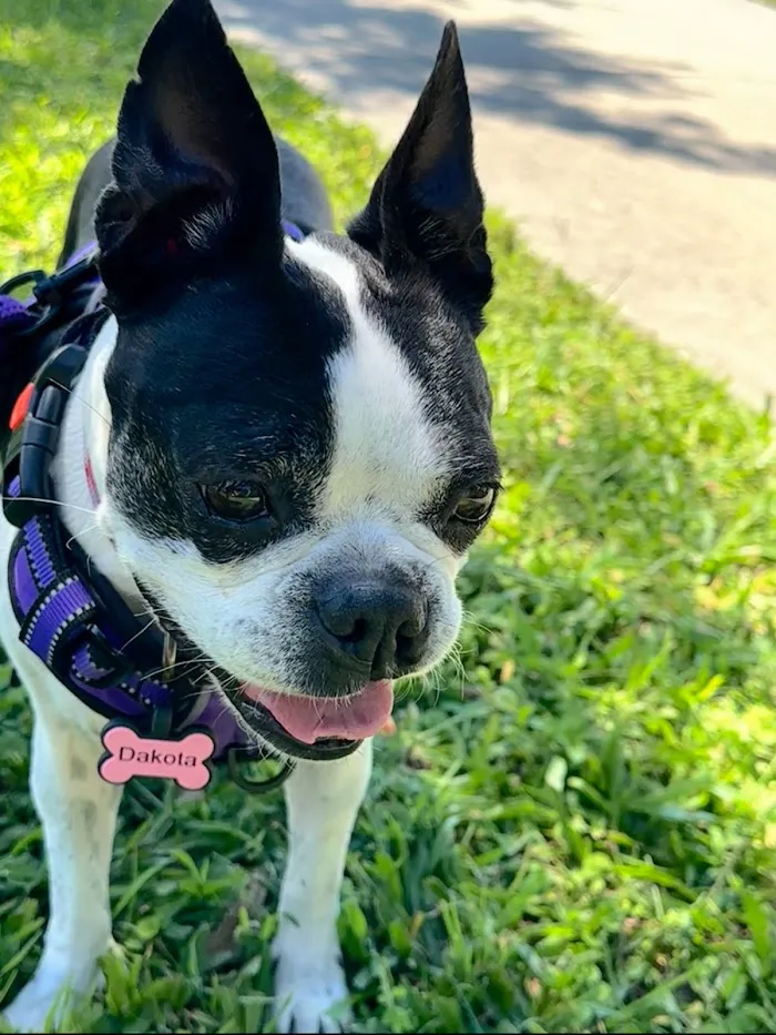 Kissimmee Animal Hospital 12