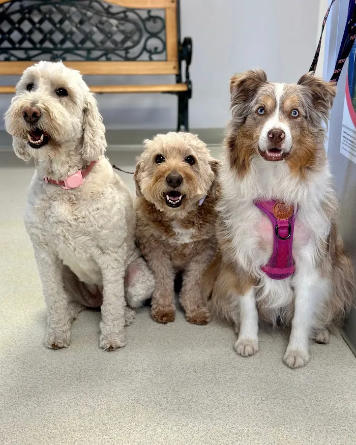 Kissimmee Animal Hospital 12
