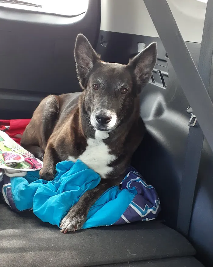 Kissimmee Animal Hospital 12