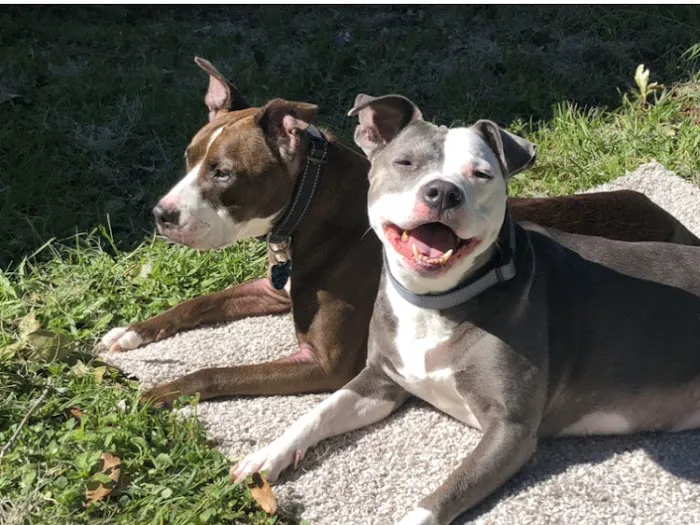 Kissimmee Animal Hospital 12