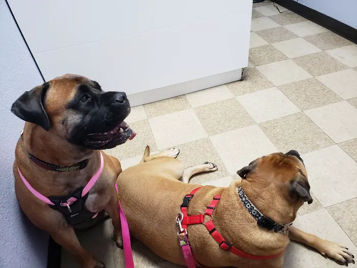 BVL Veterinary Hospital 12