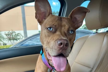 Osceola Animal Emergency Kissimmee Fl 34746