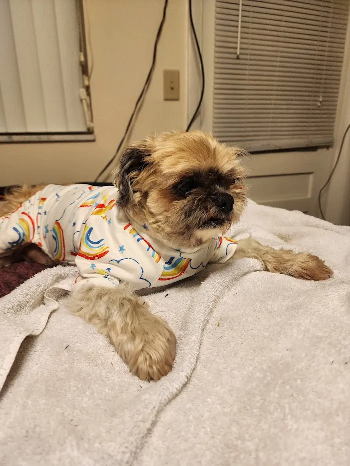 Osceola Animal Emergency Kissimmee Fl 34746 5